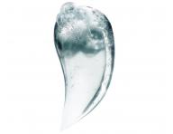 Produkty do pielgnacji skry gowy Loral Professionnel Scalp Advanced