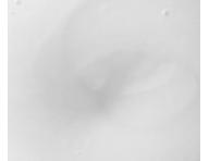 Maska zwikszajca objto wosw cienkich Paul Mitchell Tea Tree Lemon Sage Thickening Treatment - 150 ml