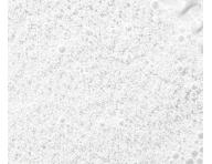 Szampon zwikszajcy objto wosw Paul Mitchell Tea Tree Lemon Sage Thickening Shampoo - 7,4 ml