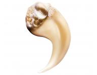 Szampon do wosw suchych i zniszczonych Loral Professionnel Serie Expert Absolut Repair - 300 ml