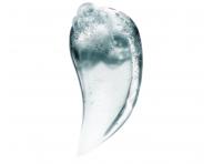 Szampon do przetuszczajcej si skry gowy Loral Professionnel Scalp Advanced Anti-Oiliness - 1500 ml